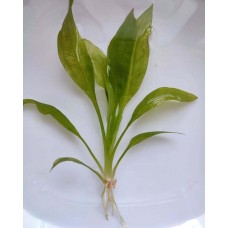 Ехінодорус амазонський